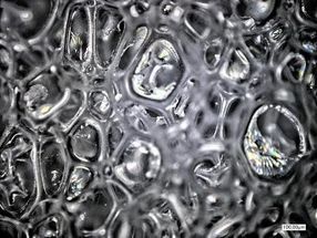 Polyurethane Foam