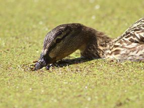 duckweed