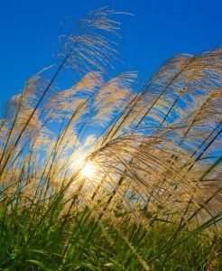 Hydrogen fuel from sunlight