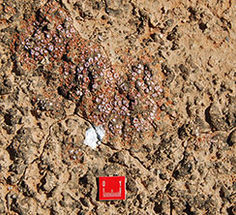 soil