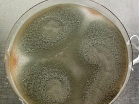 A fungus converts cellulose directly into a novel platform chemical